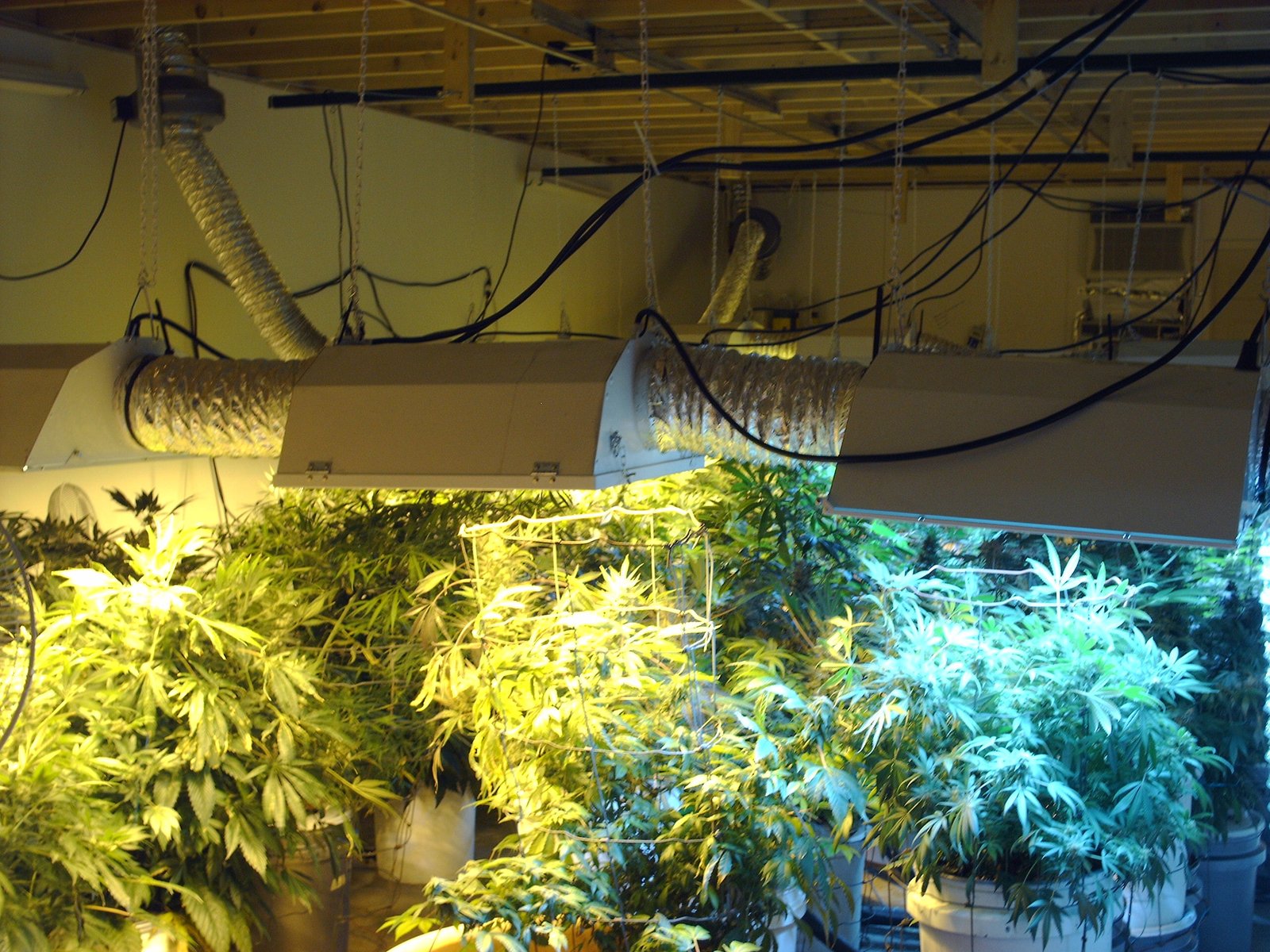 herc-tandems-015 Img